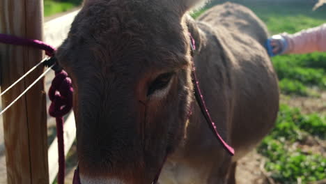 Person-take-care-of-donkey,-cleaning-donkey-with-brush-during-sunny-day-at-farm