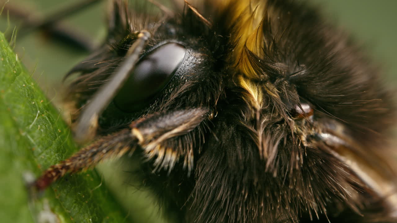 Extreme closeup macro wet bumblebee on leaf, breathing. Insect in nature.