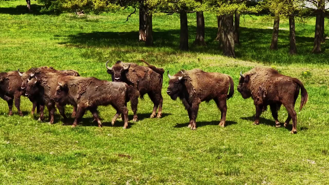 Vild europæisk bison går og græsser på en grøn eng omgivet af skovtræer på en solrig forårsdag. Naturligt dyrelivshabitat med majestætiske dyr i fredfyldt landskab.