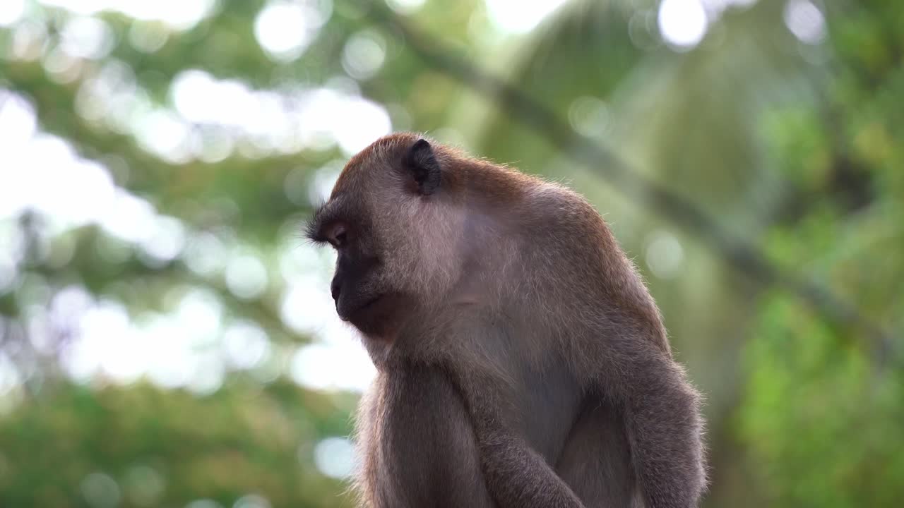 retrato en primer plano de un macaco salvaje comedor de cangrejos o macaco de cola larga, macaca fascicularis en el árbol contra un fondo bokeh de hojas borrosas, preguntándose por su entorno