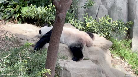 panda gigante, ailuropoda melanoleuca, tomando una siesta, durmiendo boca abajo, moviéndose para tener la mejor posición en el zoológico de singapur, reserva de vida silvestre mandai, sudeste de asia