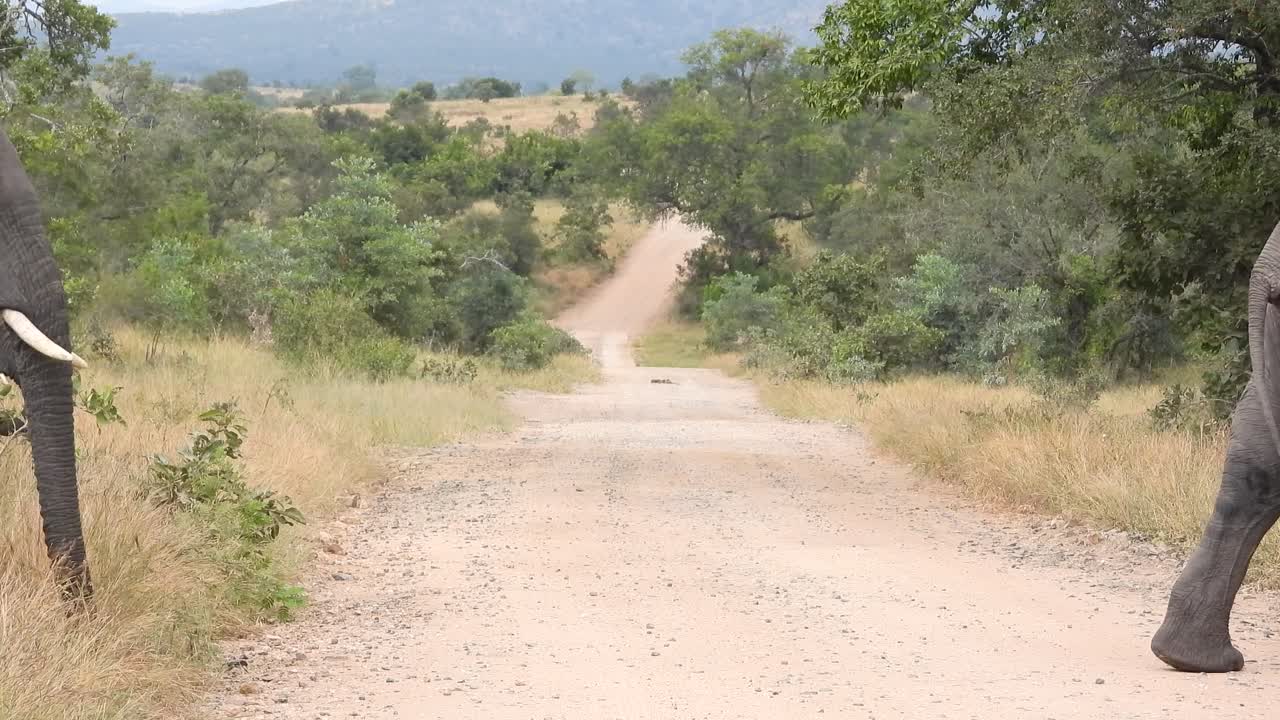 아프리카 사바나 코끼리 들 이 남아프리카 공화국 에서 길 을 건너고 있다