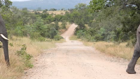 herd of african savannah elephants crossing trail in south africa