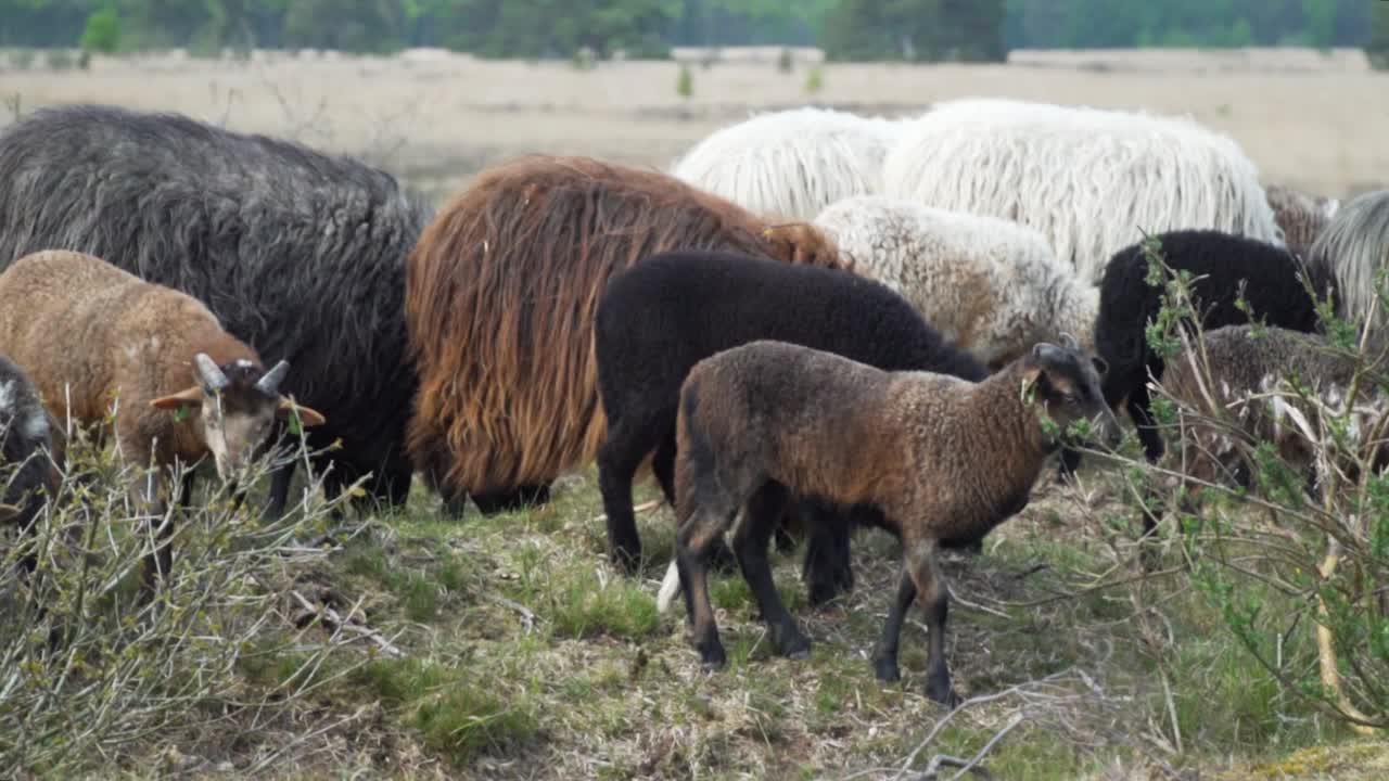 Pecore e capre al pascolo in un prato