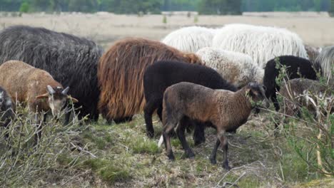ovejas y cabras pastando en un prado
