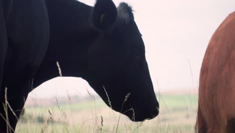 slow-motion cows butting heads in field