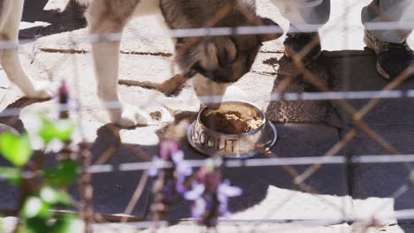 perro en un refugio con un voluntario