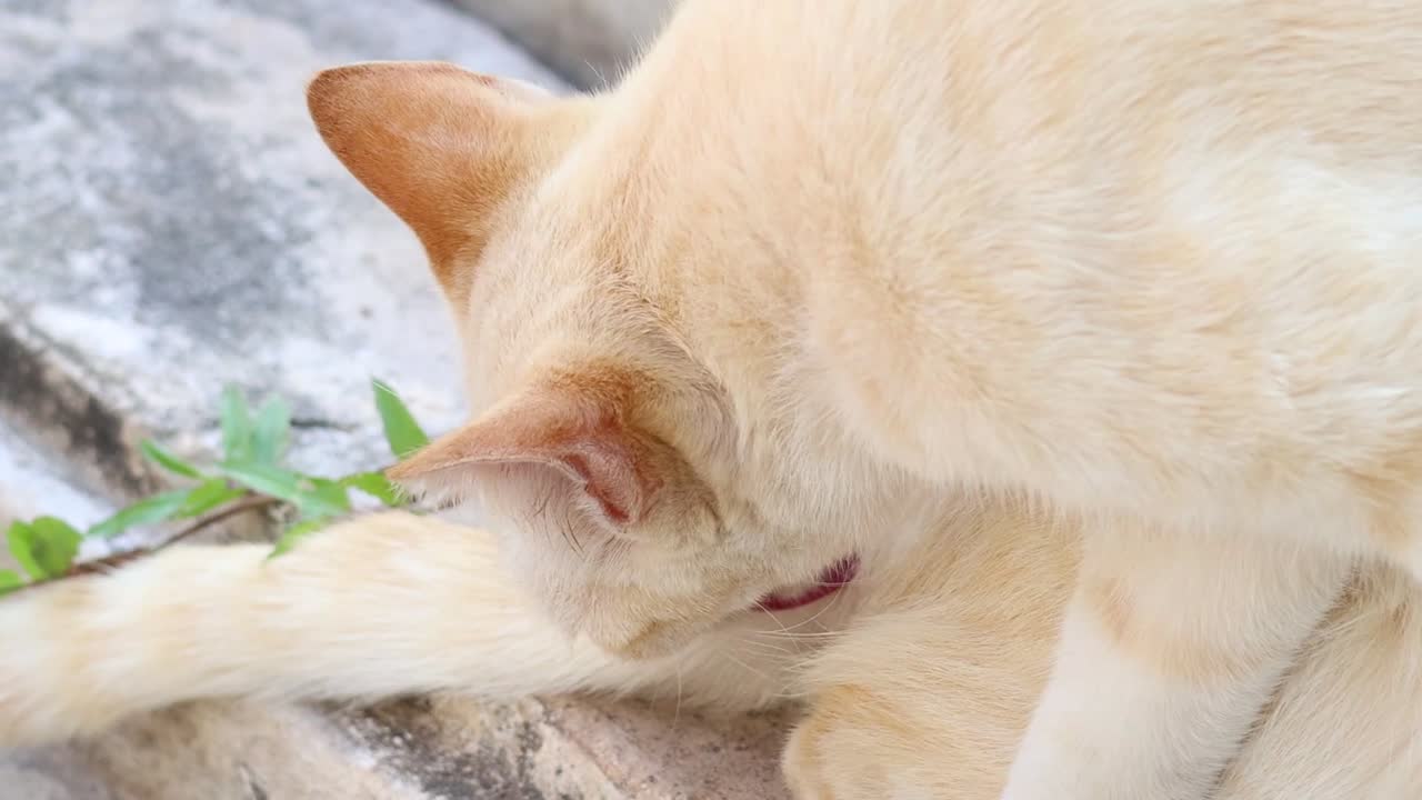 고양이는 새를 맡고 녹색 식물과 상호 작용합니다.