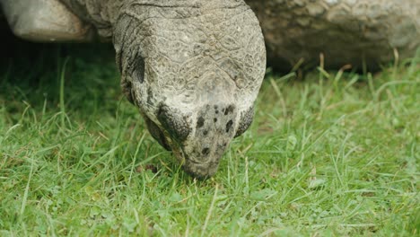 primer plano de una tortuga comiendo hierba