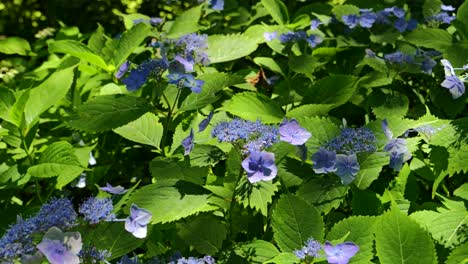 Toma-Giratoria-Cinematográfica-En-Cámara-Lenta-Sobre-Hortensias-En-Plena-Floración-En-Un-Arbusto-Verde.