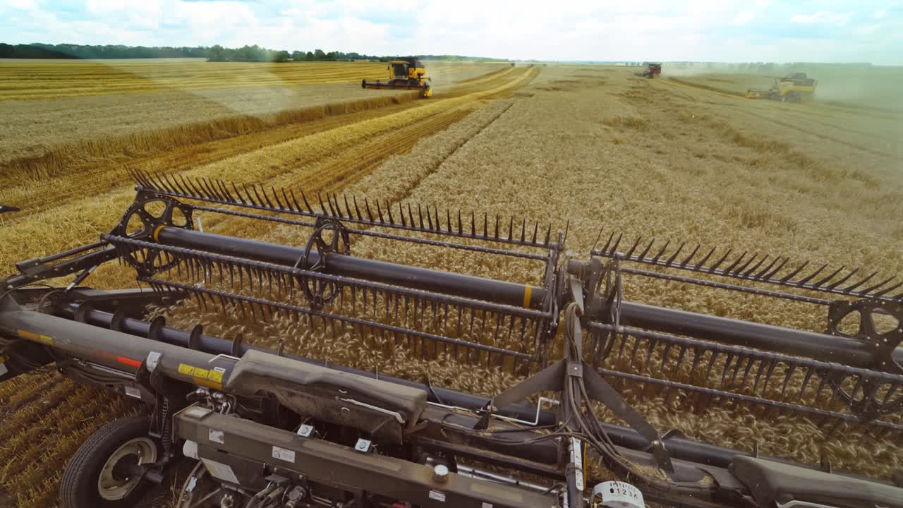 Harvesting of wheat in summer. Harvester working in the field. Combine harvester agricultural machine collecting golden ripe wheat on the field. View from the driver side.