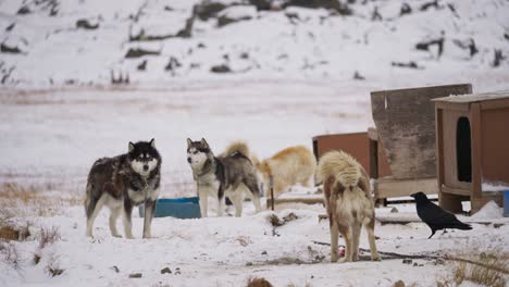 sled dogs fighting off ravens for meat