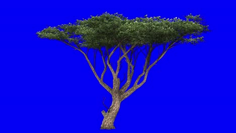 Árbol-De-Acacia-3d-Con-Efecto-De-Viento-En-Animación-3d-De-Pantalla-Azul