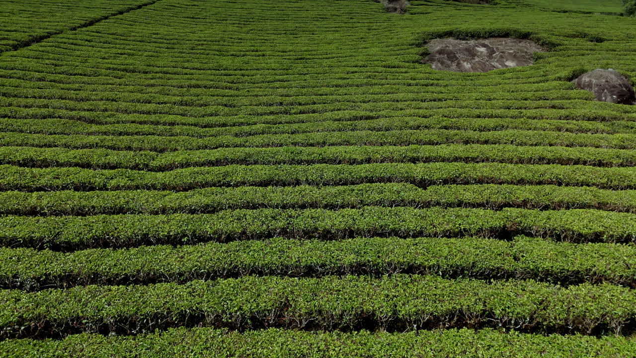 Magnifica piantagione di tè panoramica e nebbiosa, tra le migliori al mondo, sulle colline di Munnar, Kerala, India.