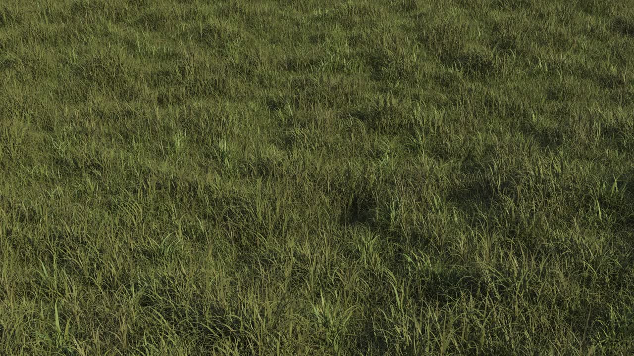 el césped ventoso, la animación 3d, el bucle sin fisuras con el canal alfa.