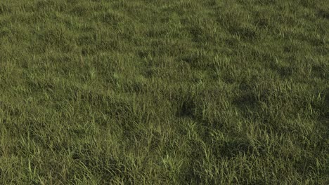 windy grass. 3d animation. seamless loop with alpha channel.