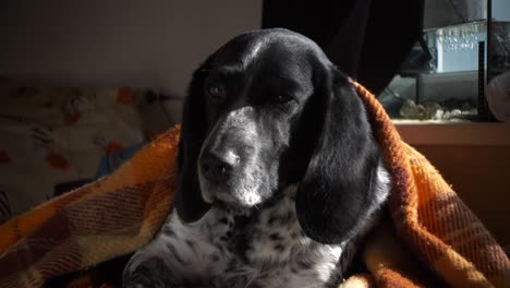 la mascota está acostada bajo una alfombra y tomando el sol