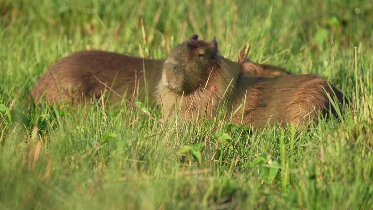 Two capybaras resting closely together in sunlit wetland grass, Ibera Park, Argentina.