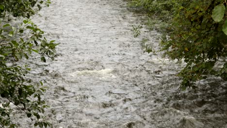 Mittlere-Aufnahme-Des-Afan-Flusses-Mit-Bäumen-Auf-Beiden-Seiten-Im-Afan-Tal