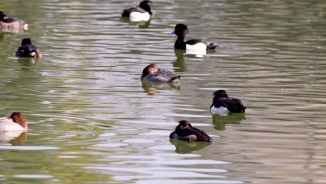 various ducks glide peacefully on calm water