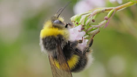 el abejorro recoge el néctar de las flores en un día soleado. el abejorro en macro filmado en cámara lenta.