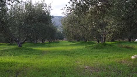 a plot of olive trees would be a designated area of land where olive trees are planted and cultivated