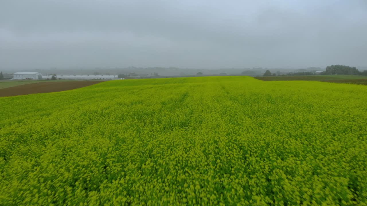 Aerial fotage over mustard field, green field, ripening mustard field in foggy day, drone 4K, close up ground and fog