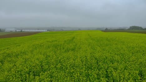 Aerial-fotage-over-mustard-field,-green-field,-ripening-mustard-field-in-foggy-day,-drone-4K,-close-up-ground-and-fog