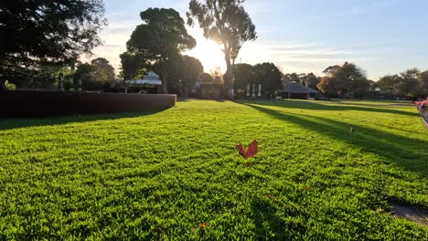 sunset view in a melbourne park