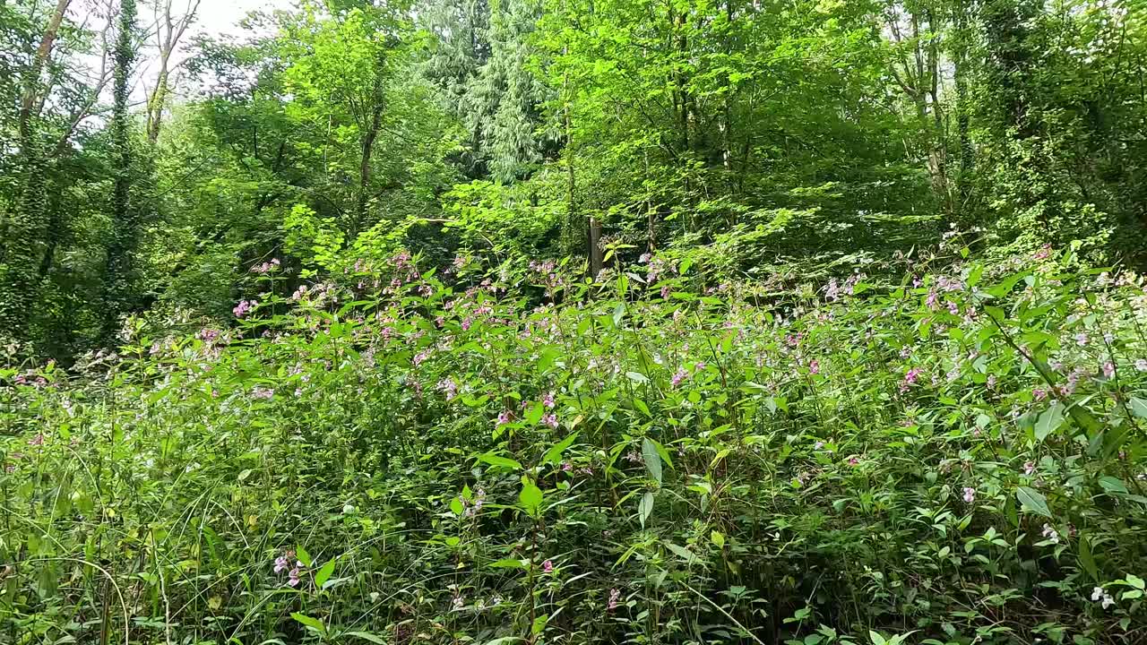 la densa vegetación en el museo de st fagans de cardiff