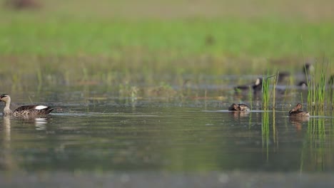 indian spot billed duck and little grebe swimming in water