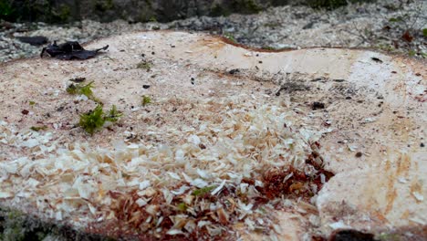 Dolly-zoom-in-shot-of-fresh-cutted-tree-trunk-in-nature-with-sawdust-after-tree-felling-with-chainsaw