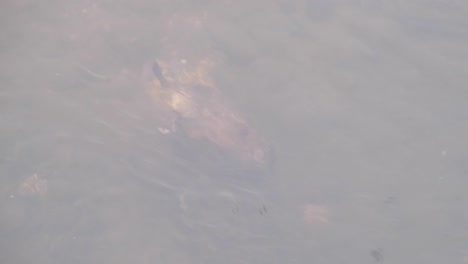 Muskrat-semiaquatic-rodent-swimming-underwater-on-the-Boise-River-on-the-greenbelt-nature-park-in-Idaho,-USA