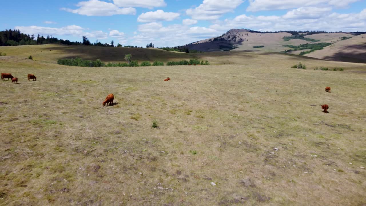 Free Range Cattle Herd of Cows Grazing Freely Along Grassy Pasture | Grass Fed Beef Agriculture Farming Livestock, Cattle Ranching | Migrating Roaming Freely, Ethical Farming | 1 of 12