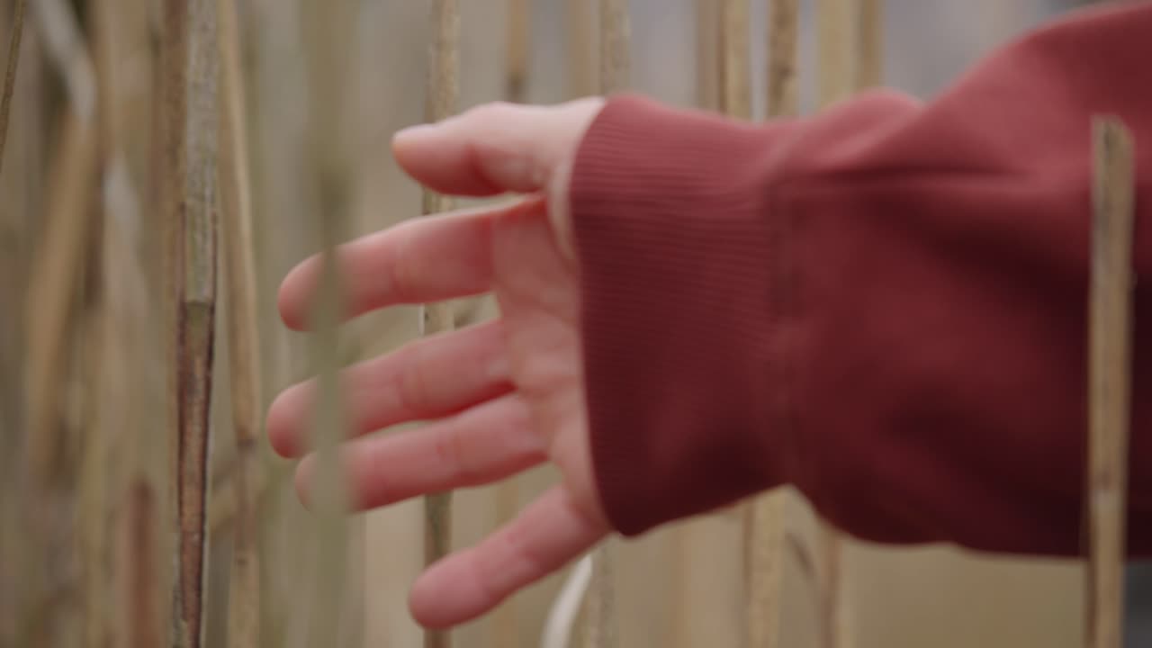 Close-up of a spiritual hand with a red sweater sleeve reaching towards the dry reeds emotionally.