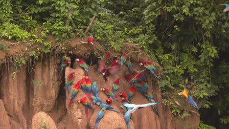 enorme bandada de escarlata con araos azules y amarillos aterrizando y volando desde el lick de arcilla chuncho en la selva tropical peruana con lluvias torrenciales, loros volando en cámara lenta