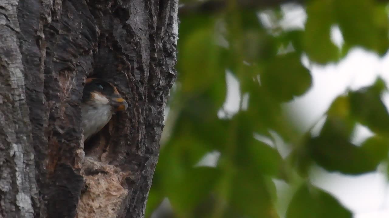 el falconet de muslo negro es una de las aves rapaces más pequeñas que se encuentran en los bosques de algunos países de asia