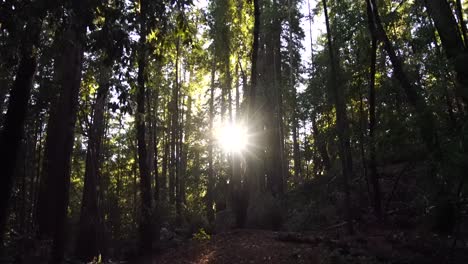 sun ray shining brightly through trees of a redwood forest