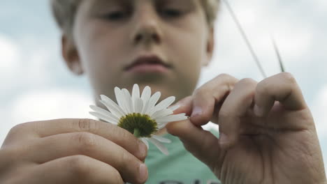 boy examining a daisy flower