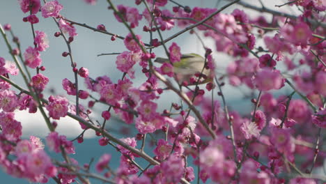 pájaro de ojo blanco que gorjea en el árbol de flor de ciruelo en tokio, japón - primer plano