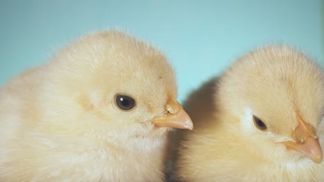 two chicks sit together. young small chicken isolated green screen background