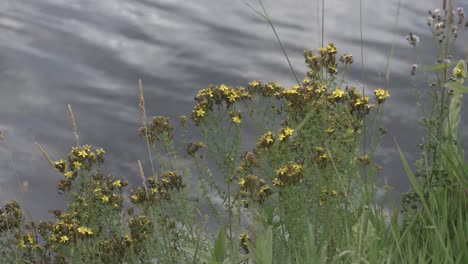 Gelbe-Blumen-Am-Ufer-Des-Sees,-Sonniger-Tag-Im-Mittleren-Westen