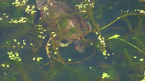 tracking shot following a wild red-eared slider or red-eared slider, trachemys scripta elegans swimming in the freshwater lake full of waterweeds and algae, foraging for invertebrates in the water