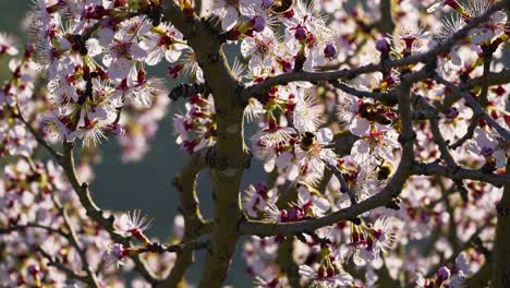 blooming apricot tree with bees