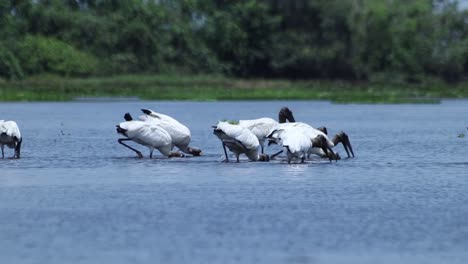 group of heron amazon birds feeding in surface waters of abundant river in south america