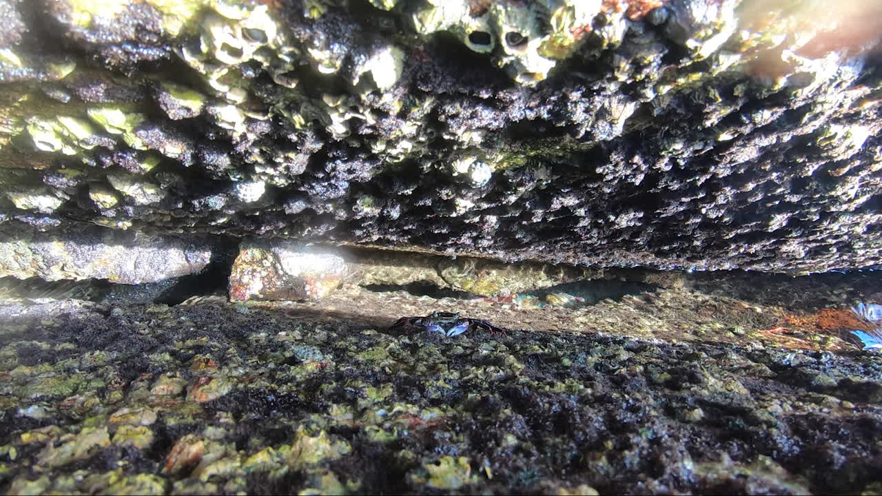Punto di vista dall'interno di una pozza di roccia, che mostra piante marine, conchiglie e creature marine