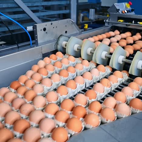 Chicken eggs in factory conveyor. Industrial technology for production fresh eggs. Modern manufacturing packaging eggs