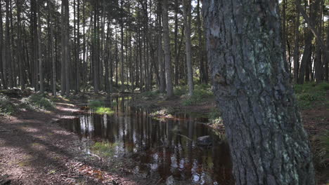 water puddle with reflections surrounded by tall trees in the forest