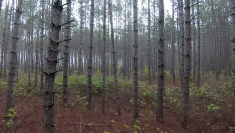 Low-slow-tunnel-of-trees