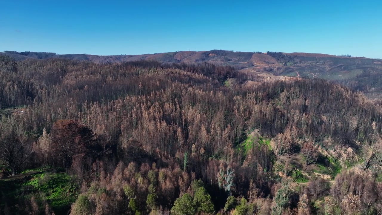 Vista panoramica di una foresta collinare con file di alberi bruciati e secchi che mostrano i danni di un incendio boschivo su un terreno ondulato.